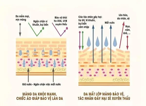 Tập Trung Vào Cấp Ẩm và Phục Hồi Hàng Rào Bảo Vệ Da
