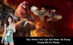 Đặc Điểm Của Cựa Sắt Được Sử Dụng Trong Đá Gà Mạng